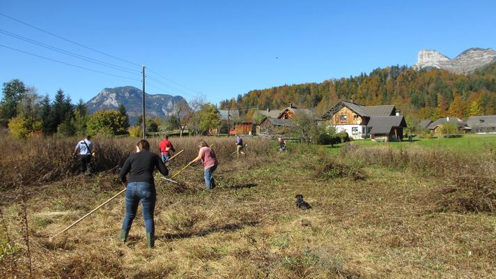 Verbuschte Narzissenwiesen werden mit Freiwilligen gepflegt, hier eine Schwendeaktion in Obertressen 2017