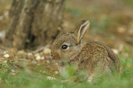 Wildkaninchen fühlen sich am Dernberg wohl