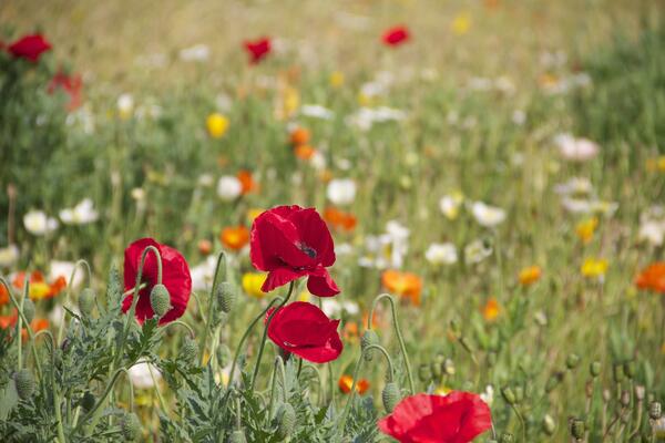 Bunte Blütenvielfalt mit rotblühendem Klatschmohn. 