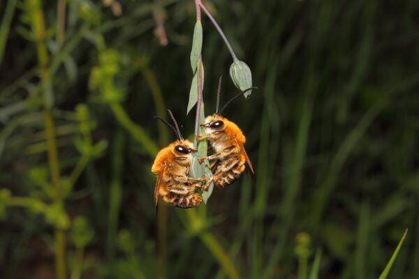 Langhorn-Bienen, Naturdenkmal Johannesberg