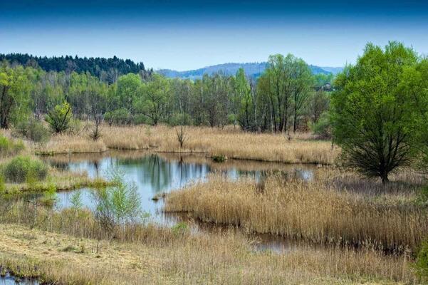 Lamprechtshausen Moor