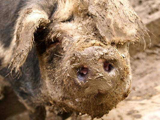 Schwein & Schlamm