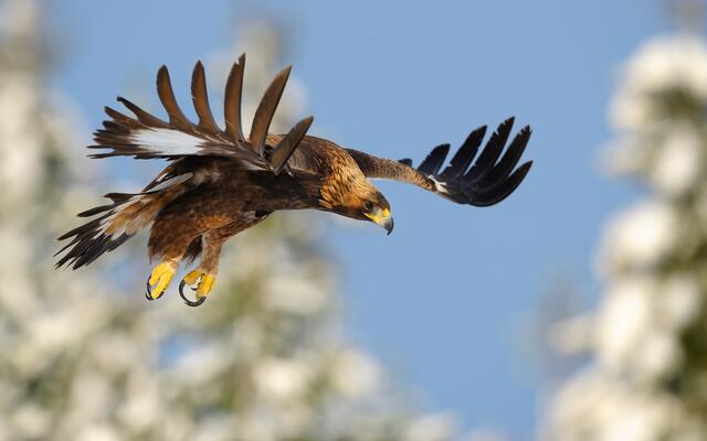 Steinadler im Flug.