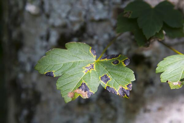 Ahornblatt im Herbst