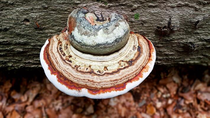 Pilz auf Totholz