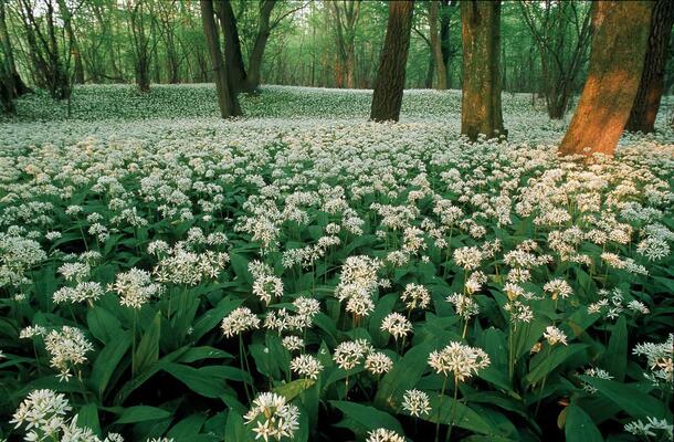 Bärlauch im Nationalpark Donau-Auen