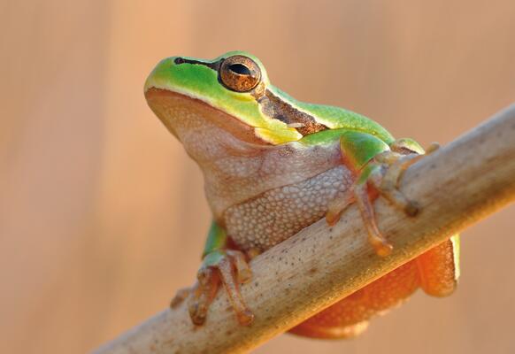 Laubfrosch, Nationalpark Donau-Auen