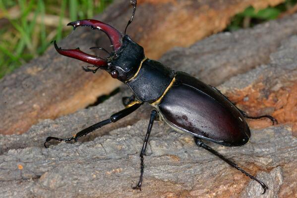 Hirschkäfer im Nationalpark Donau-Auen