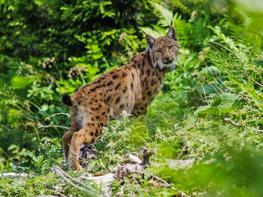 Luchs, Nationalpark Kalkalpen