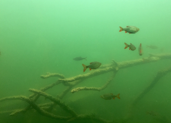 Unterwasserwelt Schloss Orth