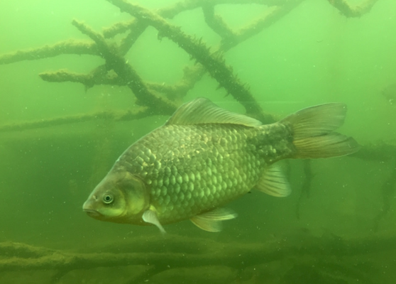 Unterwasserwelt Schloss Orth