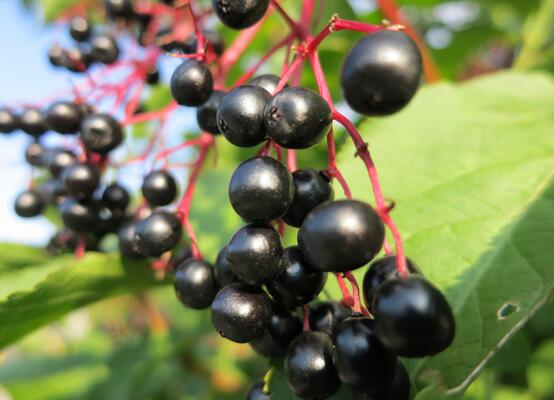 RGV - Schwarzer Holler