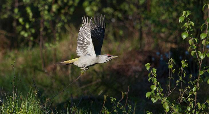 Grauspecht im Flug.