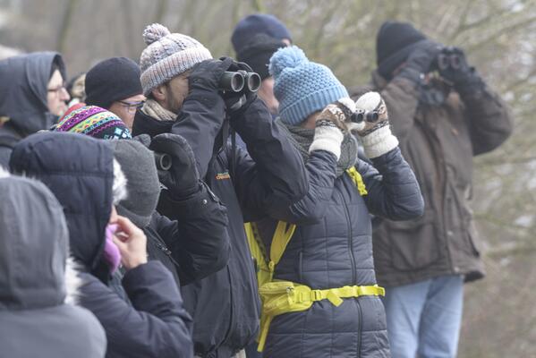 Bird-Watching