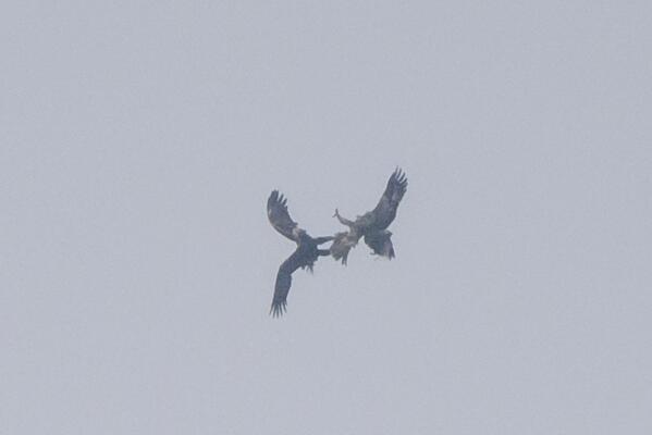 Luftschlacht: Balzende Kaiseradler