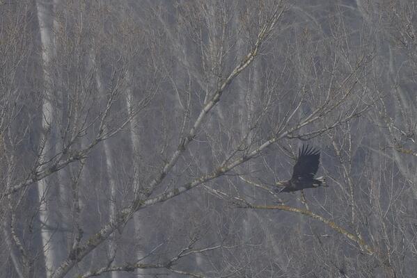 Seeadler in der Hainburger Au