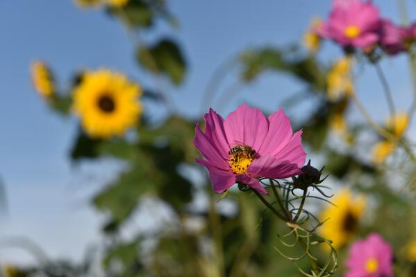 FlowerPower im Salzburger Land