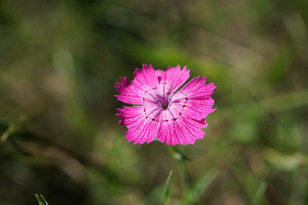 Dianthus collinus - Blüte im Detail