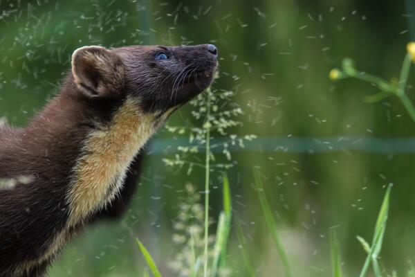 Baummarder