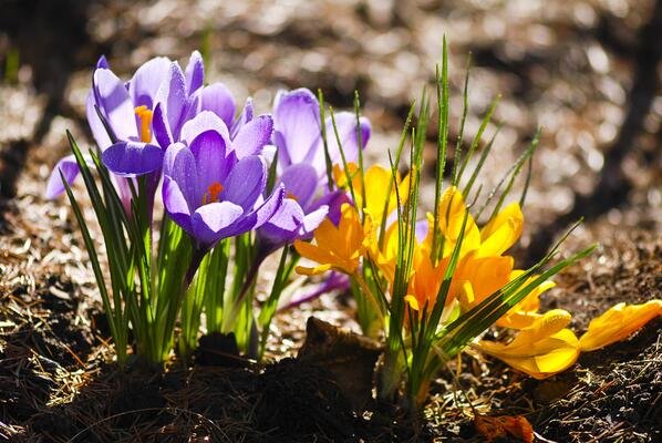 Krokusse