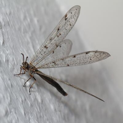 Geflecktflügelige Ameisenjungfer