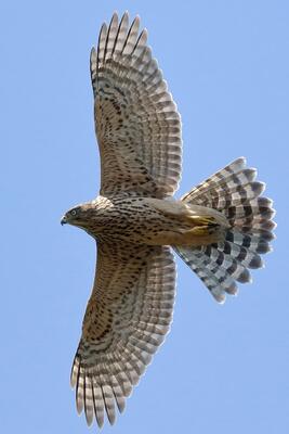 Habicht (Jungvogel)