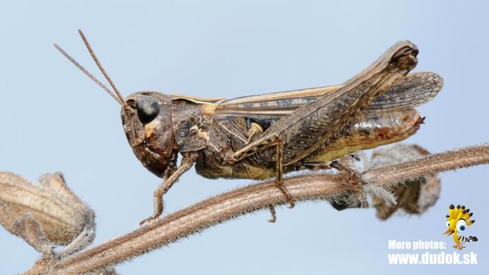 Rotleibiger Grashüpfer
