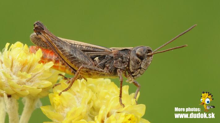 Rotleibiger Grashüpfer