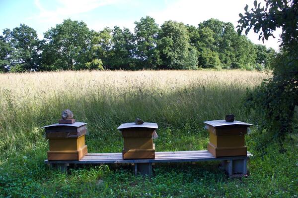 Bienenstöcke Streuobstwiese 