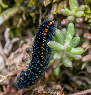 Apollo Raupe
