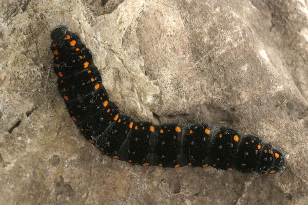 Apollo Raupe