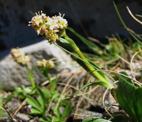 Echter Speik (Valeriana celtica)