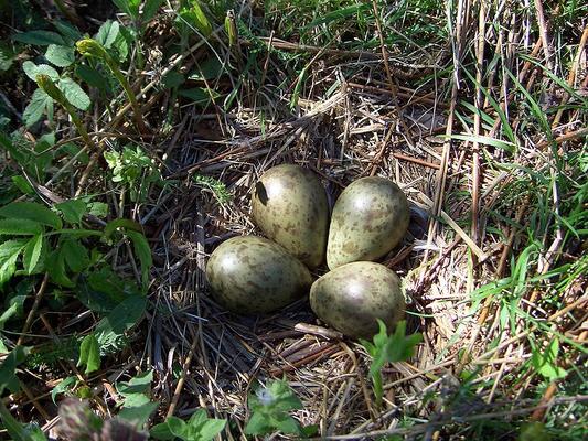 Eier im Nest eines Großen Brachvogels