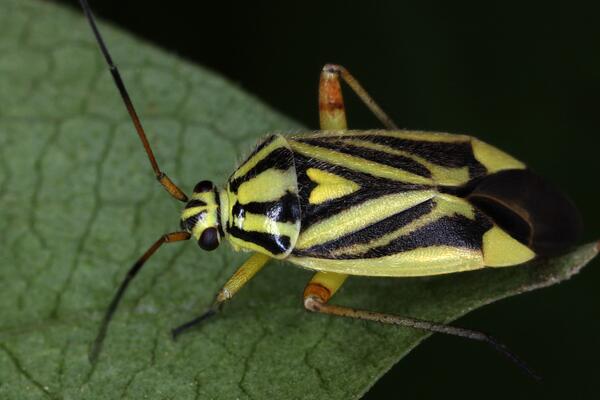 Brachycoleus decolor