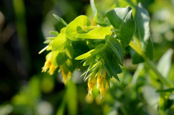 Kleine Wachsblume