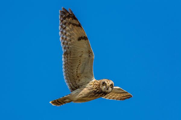 Sumpfohreule im Flug