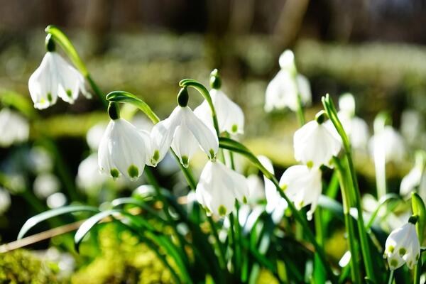 Frühlings-Knotenblumen
