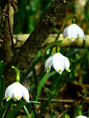 Frühlings-Knotenblumen