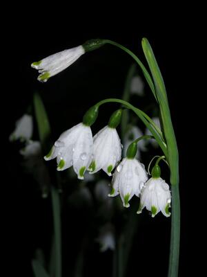 Frühlings-Knotenblumen
