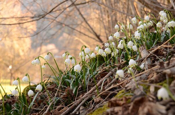 Frühlings-Knotenblumen