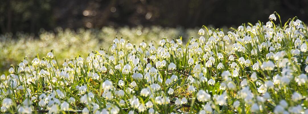 Frühlings-Knotenblumen