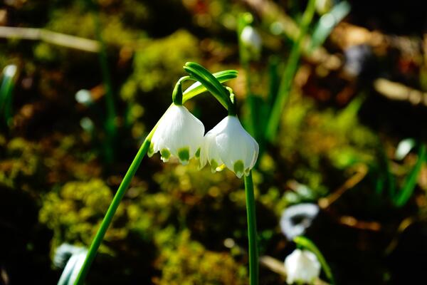 Zwei Frühlings-Knotenblumen