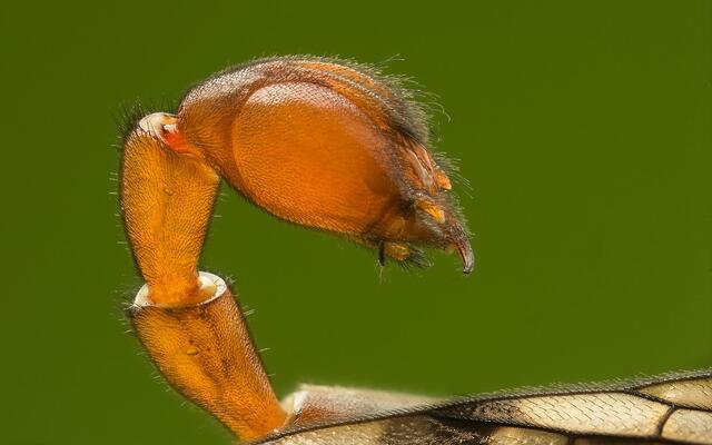Männliches Genital, Seitenansicht