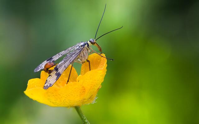 Gemeine Skorpionsfliege auf einer Blume