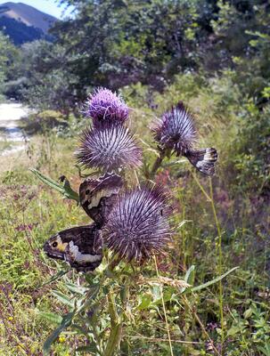 Große Waldportiere auf einer Kratzdistel