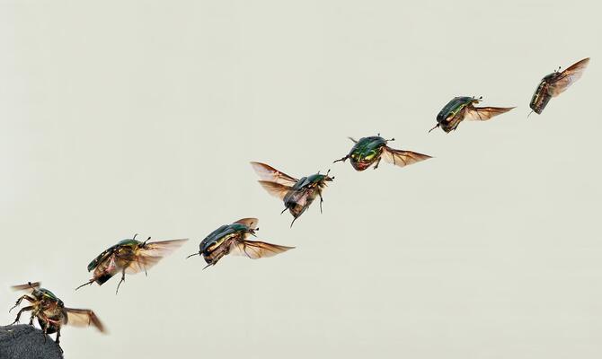 Das Flugmuster eines Rosenkäfers