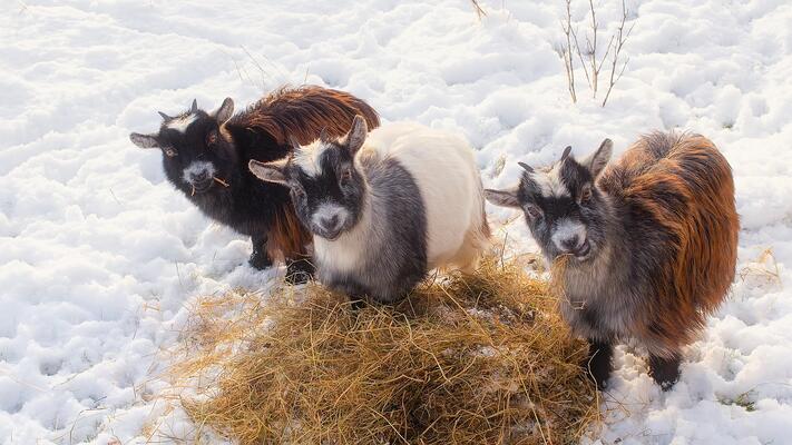 Heu als Tierfutter