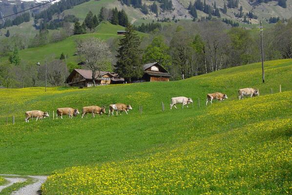 Almauftrieb
