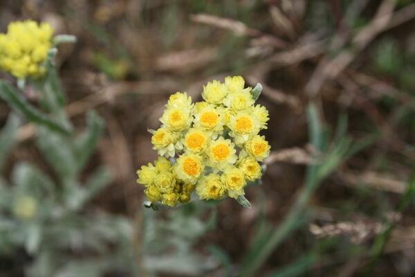 Helichrysum arenarium