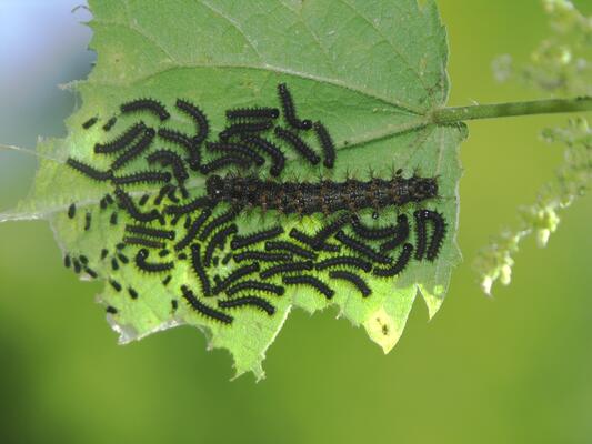 Ungewöhnliche Sichtung: Ausgewachsene Raupe unter jungen Raupen